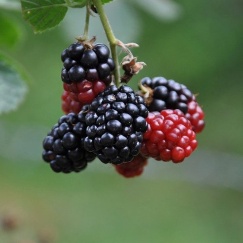 Color Inspiration, Black Raspberries