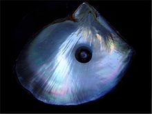 Judy Ellis's Gem Profile- Pearls - , General Education, , Black-lipped pearl oyster