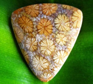 Judy Ellis's Gem Profile- Petoskey Stones and Indonesian Fossil Coral - , General Education, , Fossil Coral Cabochon
