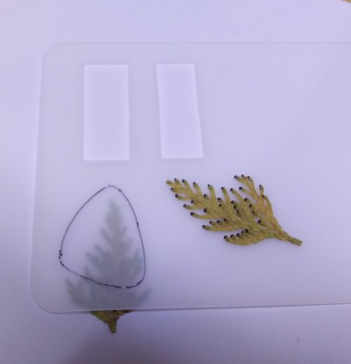 Judy Larson's Lemons to Lemonade - , Wire Jewelry Design, Cutting, Cutting Tool, Cutters, Filing, Finishing, Texturing, Butane Torch, Soldering, Solder, Design, I picked up a piece of arborvitae from the street.