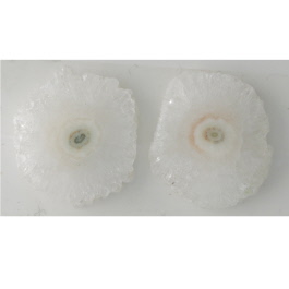 21X20mm Sliced Agate Pair
