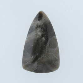 39x18mm Petoskey Stone Fossil