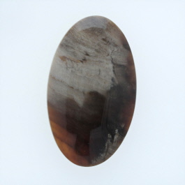38x22mm Petrified Wood