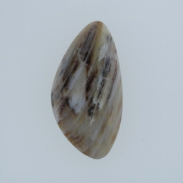 33x17mm Petrified Wood