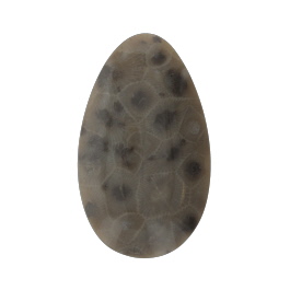 46x27mm Petoskey Stone Fossil