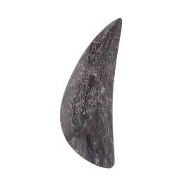 55x20mm Dinosaur Bone Fossil