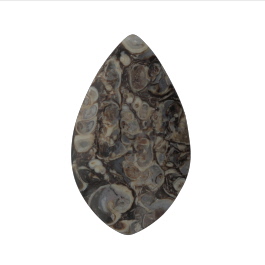 48x29mm Turritella