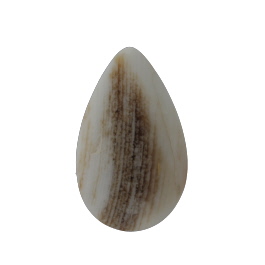 34x21mm Petrified Wood